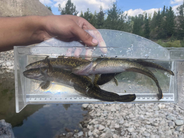 Burbot.jpg