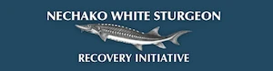 Nechako White Sturgeon Recovery Project Final Report 2020-2021